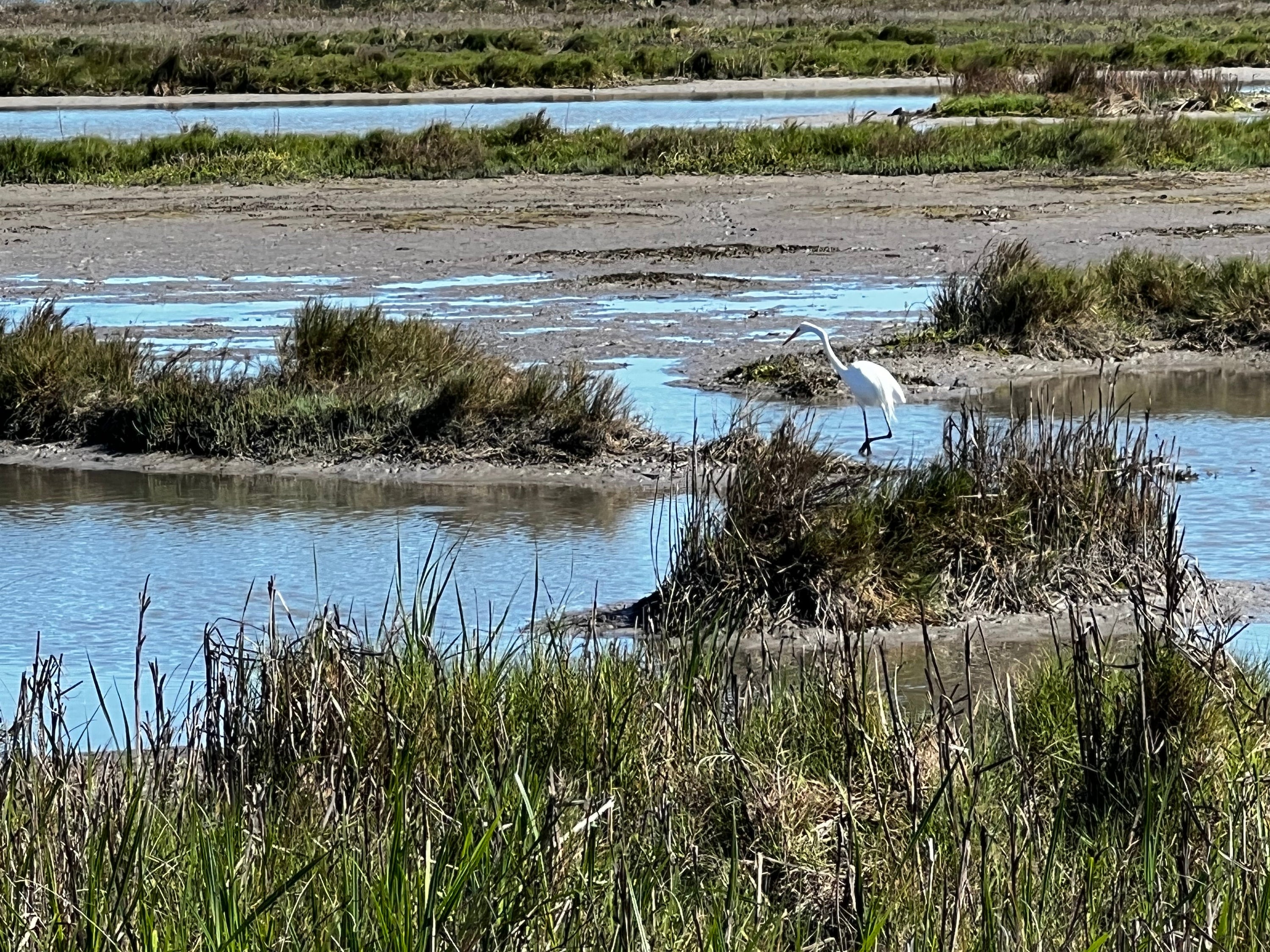 Aransas Wildlife Refuge